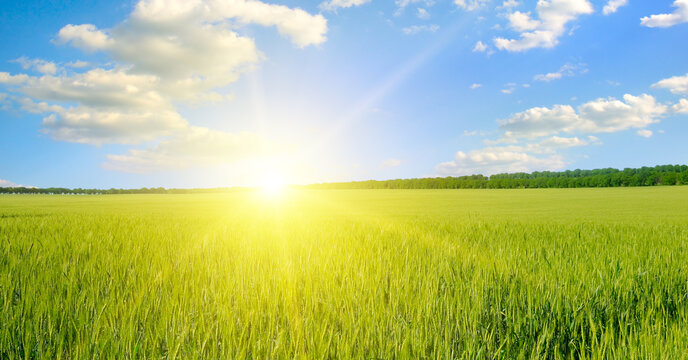Green field, sun and sun on blue sky. Wide photo.