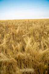 Ripe golden yellow wheat in the field. Behind is a blue sky, and the wheat is ready for harvest.