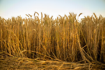 Ripe golden yellow wheat in the field. Behind is a blue sky, and the wheat is ready for harvest.