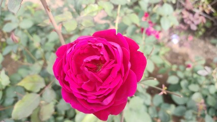 Beautiful blossomed rose flower in garden