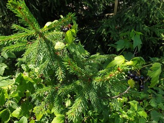 christmas tree branches