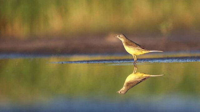 beautiful yellow bird stands in the water then flies away