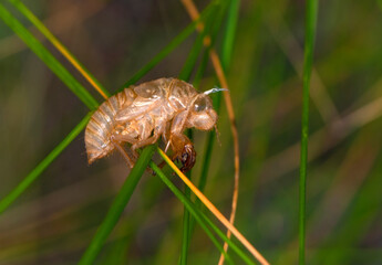 Beautiful nature scene macro cicada molting. Showing of eyes and wing detail.Cicada in the wildlife nature habitat using as background or wallpaper.Cicada insect stick on tree