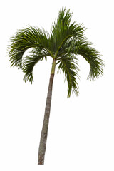 Fototapeta na wymiar Image of coconut palm tree on a white background. Isolated. Vertical shot.