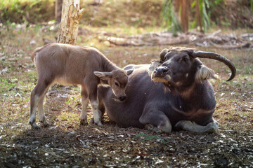 Buffalo mother lying on the ground with a little child in the background of the jungle in Thailand
