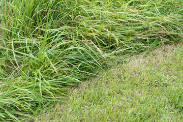 délimitation herbes rases et hautes dans le jardin