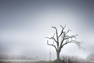 withered tree in the fog