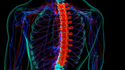 Human Skeleton Vertebral Column Thoracic Vertebrae Anatomy © mybox