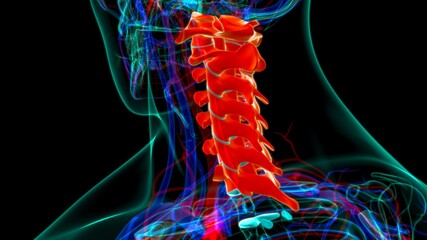 Human Skeleton Vertebral Column Cervical Vertebrae Anatomy 3D Illustration © mybox