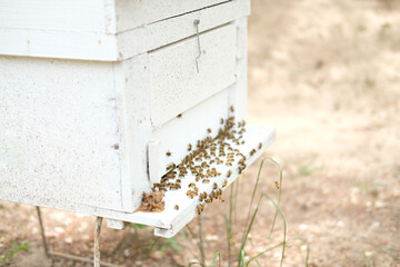 honey bee beehive. bees house