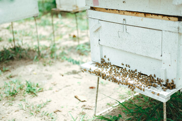honey bee beehive. bees house