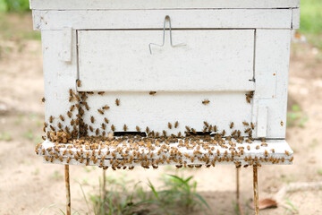 honey bee beehive. bees house