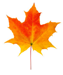 autumn maple leaf isolated on white background, clipping path, full depth of field