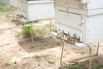 honey bee beehive. bees house