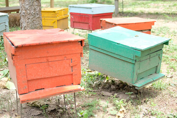 honey bee beehive. bees house