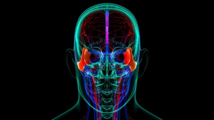 Human Skeleton Skull Zygomatic Bone Anatomy For Medical Concept © mybox