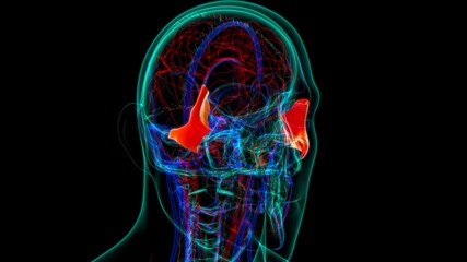 Human Skeleton Skull Zygomatic Bone Anatomy For Medical Concept © mybox