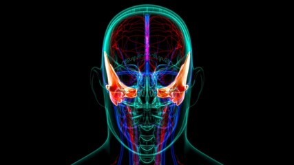 Human Skeleton Skull Temporal Bone Anatomy For Medical Concept © mybox