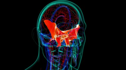 Human Skeleton Skull Sphenoid Bone Anatomy For Medical Concept © mybox