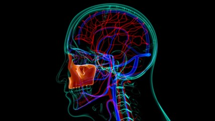 Human Skeleton Skull Maxillal Bone Anatomy For Medical Concept © mybox