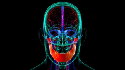 Human Skeleton Skull Mandible Bone Anatomy For Medical Concept © mybox