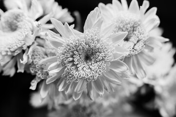 Close-up Of Cropped Flower Over Black Background black and white image