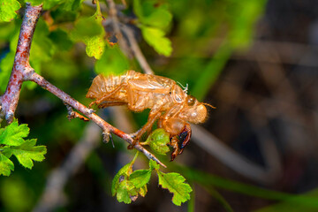 Beautiful nature scene macro cicada molting. Showing of eyes and wing detail.Cicada in the wildlife nature habitat using as background or wallpaper.Cicada insect stick on tree