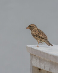 house sparrow in town looking for food.
brown bird eating bread and being portrayed in the foreground