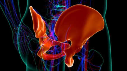 Human Skeleton Hip or Pelvic bone Anatomy For Medical Concept © mybox