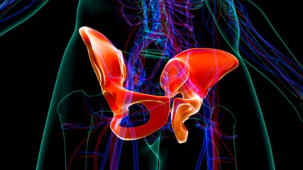 Human Skeleton Hip or Pelvic bone Anatomy For Medical Concept © mybox
