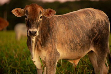 Naklejka na ściany i meble ox in the pasture on a beautiful evening..