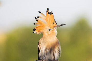 funny hairstyle bird looks up funny