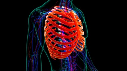 Human skeleton anatomy Rib Cage 3D Rendering © mybox