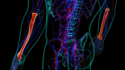 Human skeleton anatomy Radius Bone 3D Rendering For Medical Concept01