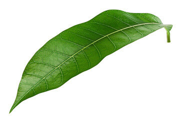 Mango leaf isolated on white background, clipping path, full depth of field