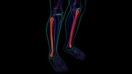 Human skeleton anatomy Fibula Bone 3D Rendering