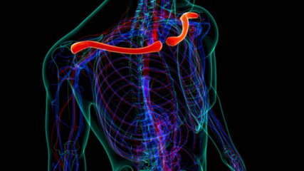 Human skeleton anatomy Clavicle Bones 3D Rendering © mybox