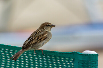 house sparrow in town looking for food.
brown bird eating bread and being portrayed in the foreground