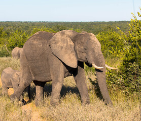 Big beautiful elephant in natural habitat, wild animal, safari game drive, Eco travel and tourism, national park, South Africa
