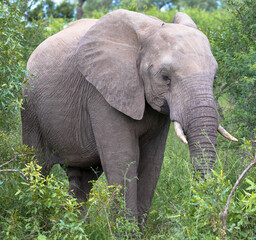 Single elephant walking in the savannah and searching for food, surrounded by green vegetation during the rain season, national park africa