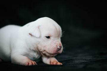 American bulldog purebred puppy inside. small bulldog baby