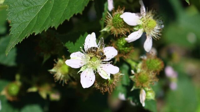 Macro view of a worker bee flying on a blackberry flower, sitting on blooming flower and collecting pollen. Pollination of a plant. HD video clip