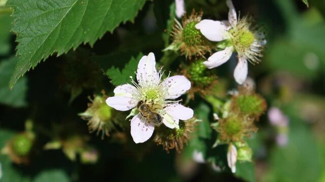 Macro view of a worker bee flying on a blackberry flower, sitting on blooming flower and collecting pollen. Pollination of a plant. HD video clip