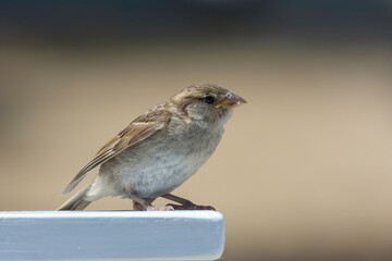 house sparrow in town looking for food.
brown bird eating bread and being portrayed in the foreground