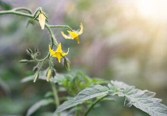 yellow tomato flowers, unripe tomatos in garden, banner copy space