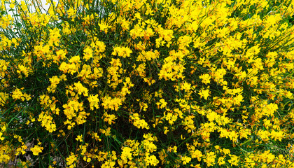  Horizontal yellow background from blooming acacia. Wallpaper. Botany. Copy space for text.