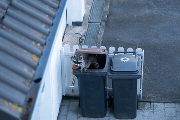 Raccoon climbs out of a garbage can with an old piece of bread - 362555896