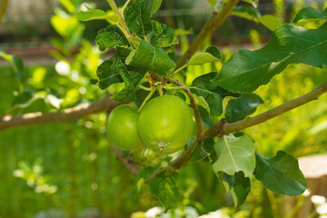 Two green apples growing in the shade on a tree in Friuli, Italy
