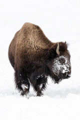 American Bison young cow