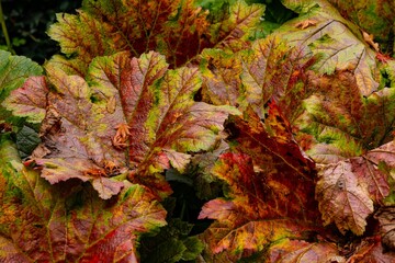 large autumn leaves